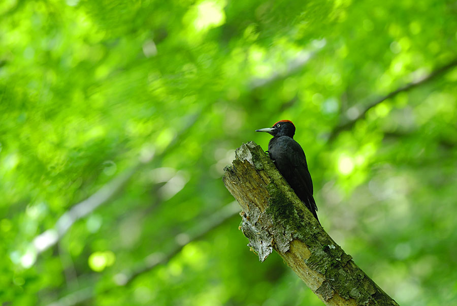 Picchio nero - Dryocopus martius